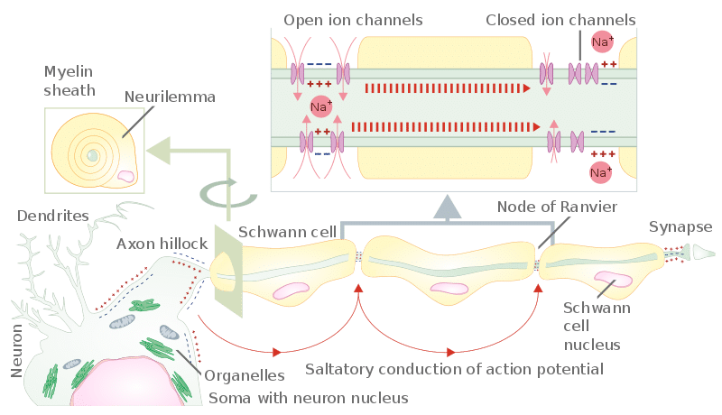 frontiers-evolutionary-origins-of-the-oligodendrocyte-cell-type-and