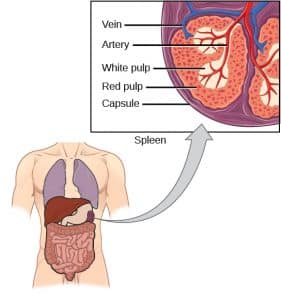 This diagram shows the location of the spleen in the left upper quadrant (LUQ) of the abdomen, intraperitoneally. It is made up of white pulp surrounded by red pulp.