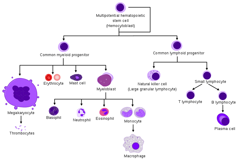 Development of t cells