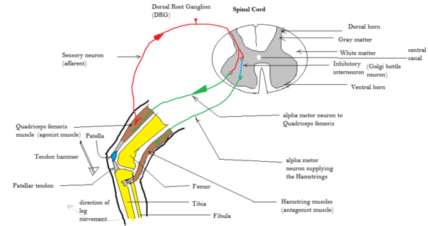 Muscle Stretch Reflex Biology Diagrams