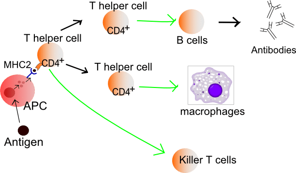 T Cells Production Of T Cells Types Of T Cells Teachmephysiology