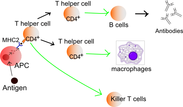 T Cell Chart