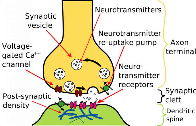 Process Of Neurotransmission In Steps