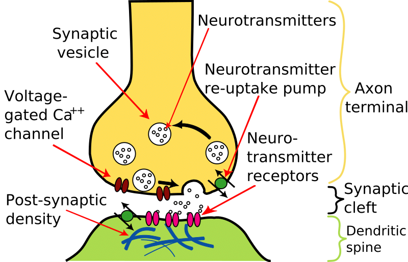 Describe How Neurotransmitters Function in the Synapse and Brain