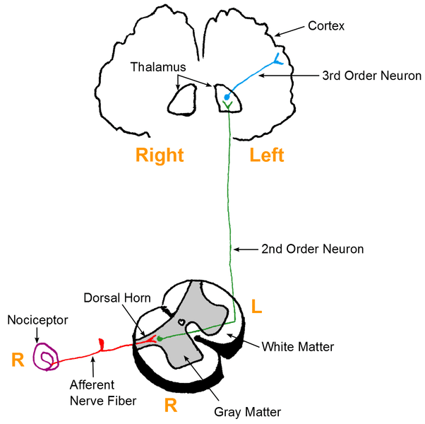 Spinal Nerve Pathways Chart