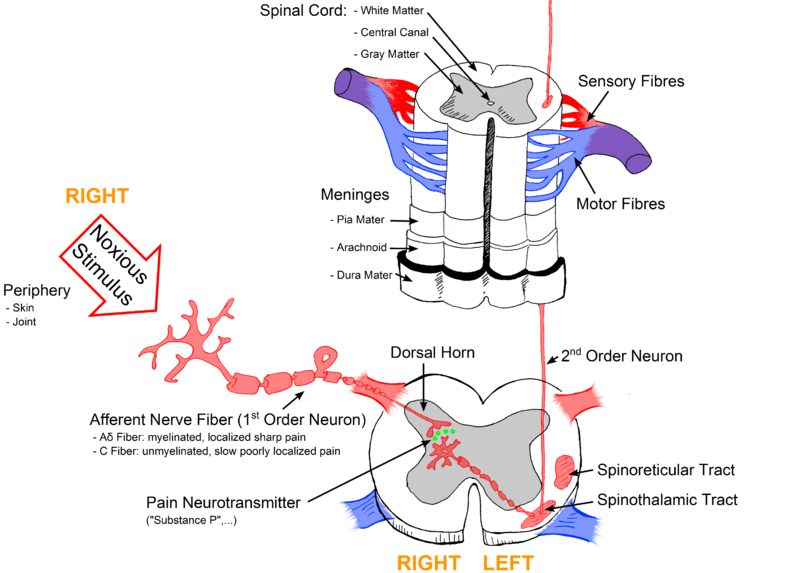 Diagram demonstrating pain pathway. Cross-section of spinal cord with fibres and neurotransmitters released