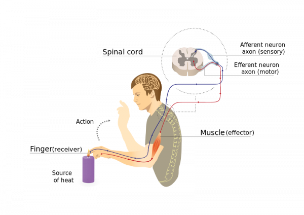 Muscle Stretch Reflex - TeachMePhysiology