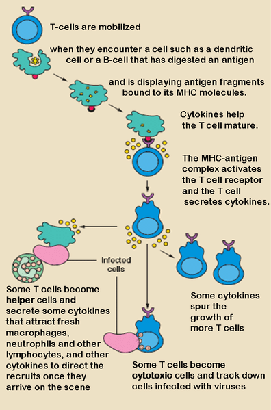 Activation of t cells