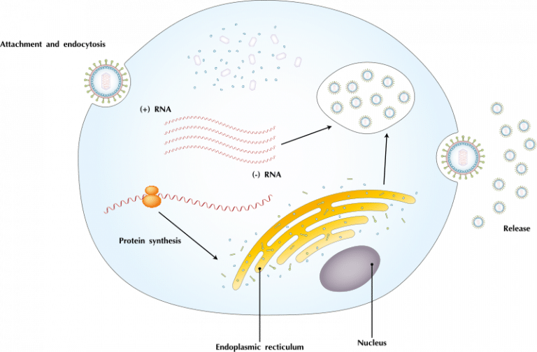 Viral Infection - Viral Structure - Viral Replication - TeachMePhysiology