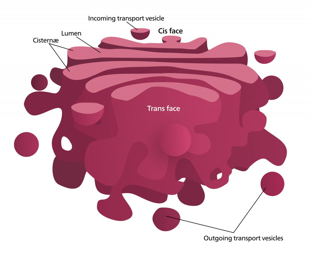 Golgi apparatus - Structure - Function - TeachMePhysiology