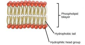 Shows the layers of the lipid bilayer to demonstrate an area where processing in the Golgi is key to function