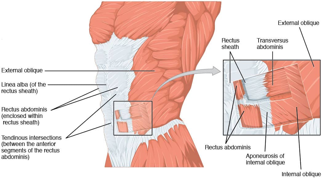 35 Correctly Label The Muscles Of The Thoracic Cavity And ...