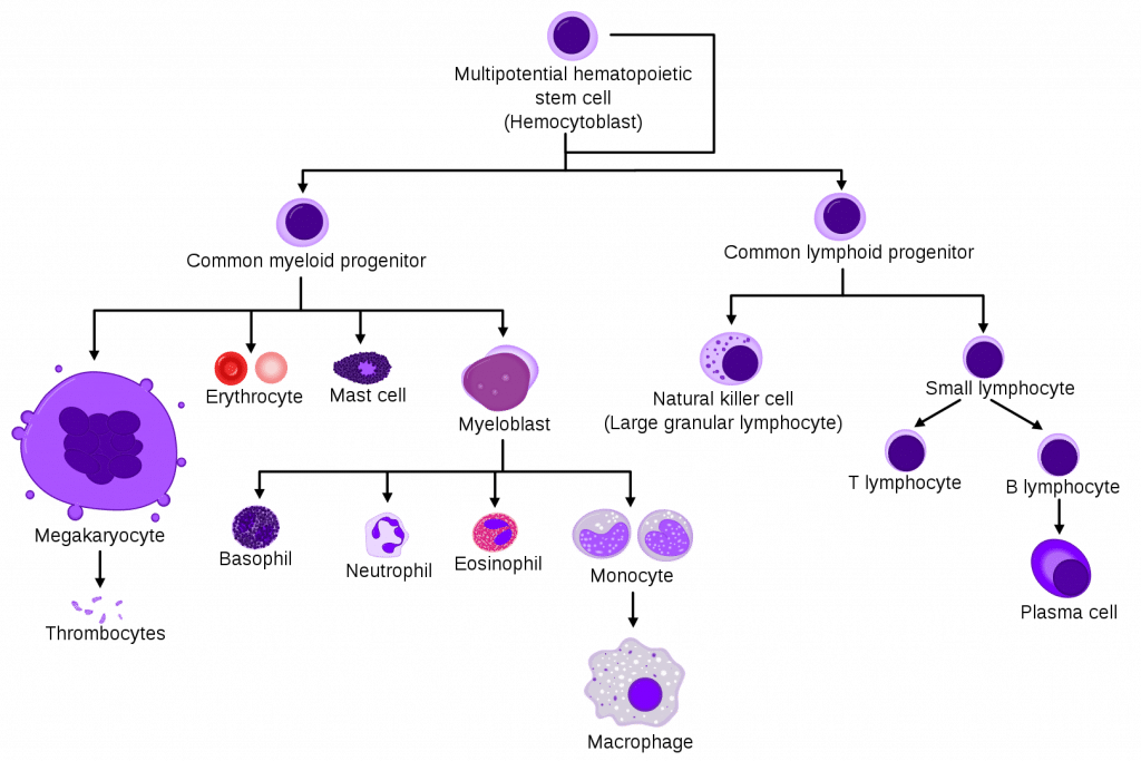 thrombocytes structure