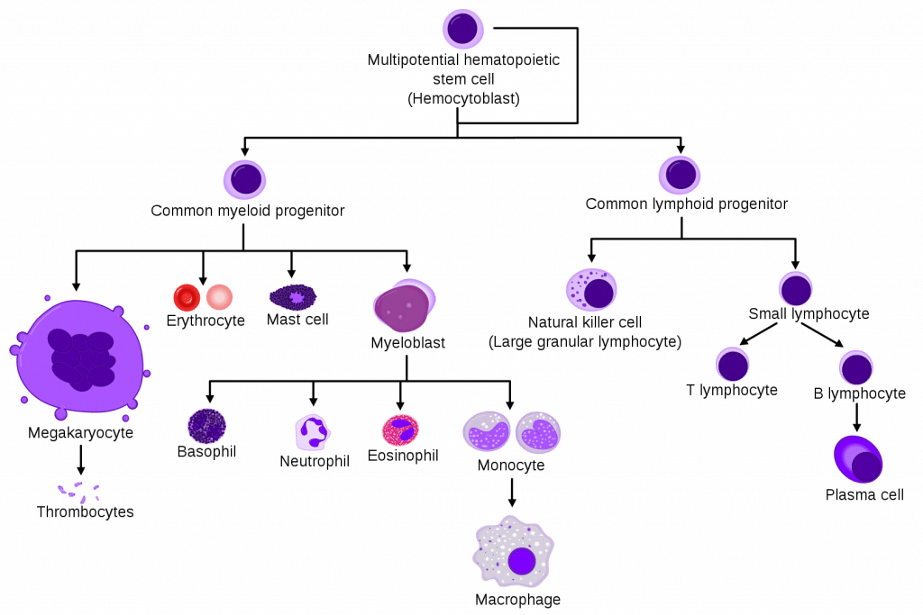 megakaryocyte diagram