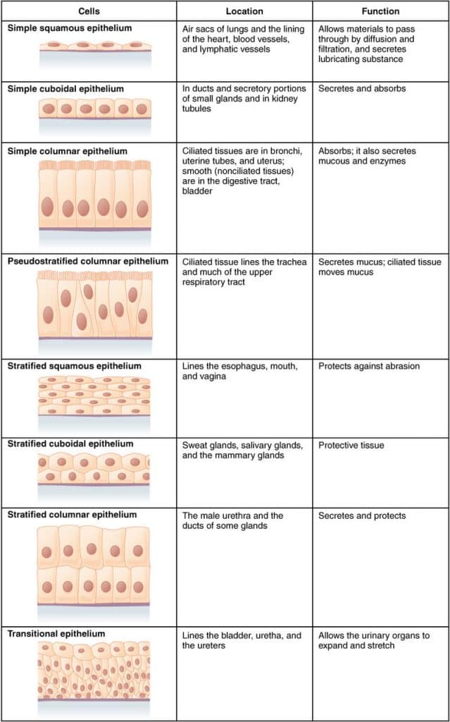 Epithelial Cells - Simple - Stratified - TeachMePhysiology