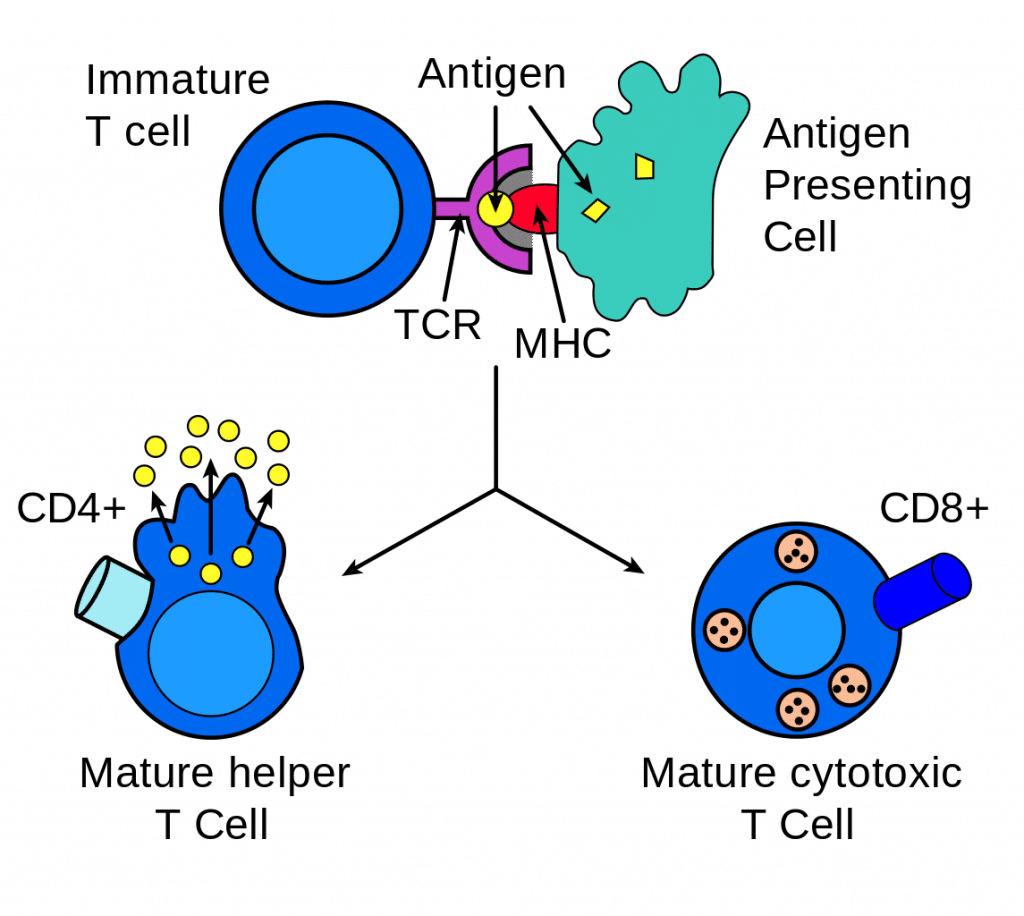 review article on antigen presentation