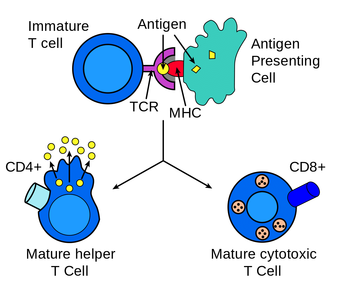 process of antigen presentation