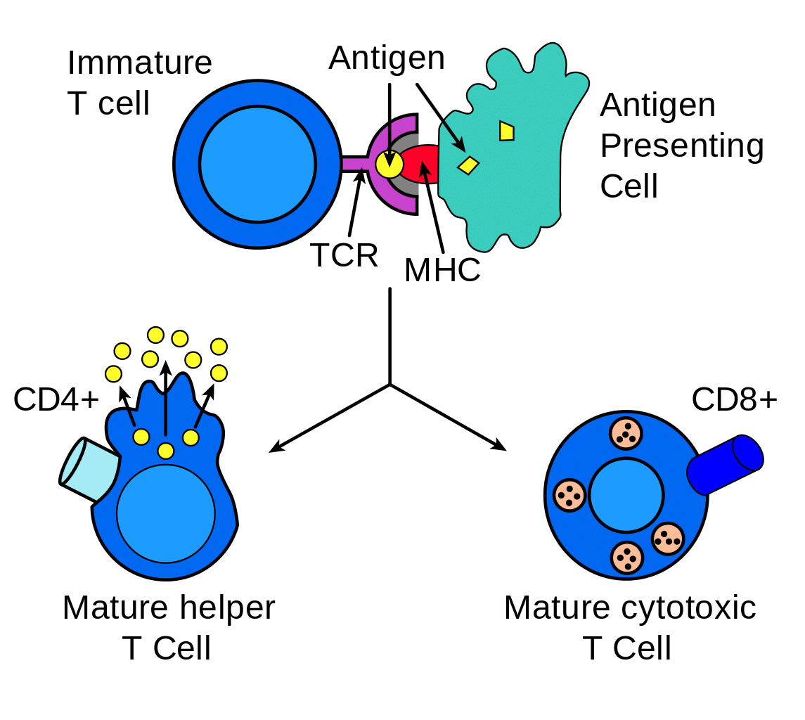 Antigen Processing and Presentation - TeachMePhysiology