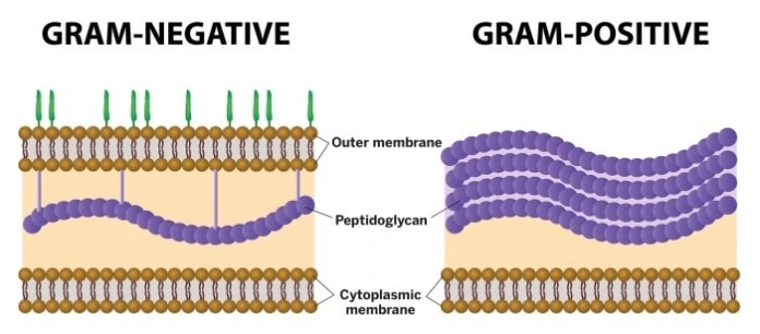 gram positive vs gram negative cell walls
