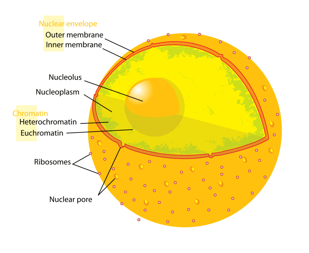 Nucleus Structure Function TeachMePhysiology Nucleus Structure Function TeachMePhysiology