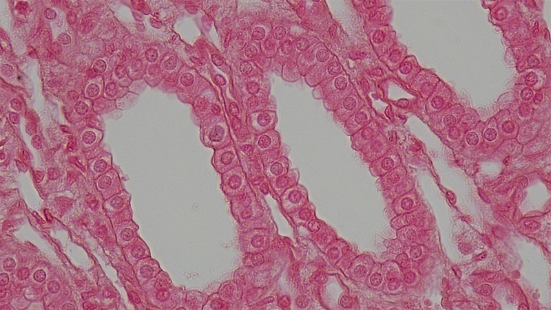 pseudostratified columnar epithelium slide