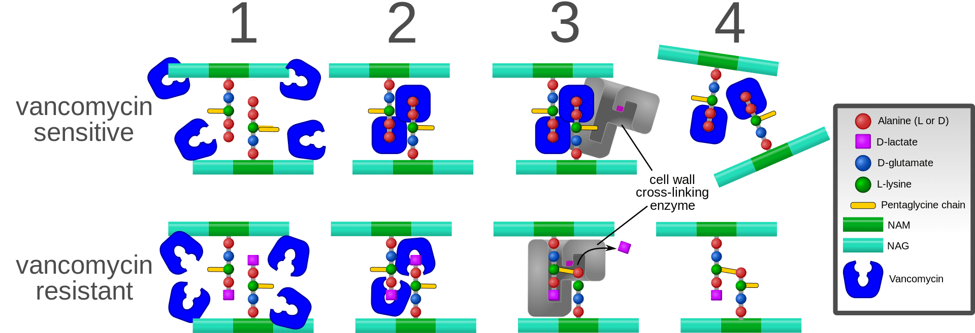 File:Antigen presentation.svg - Wikipedia