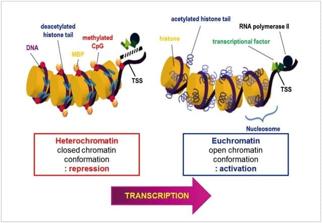 Nucleus Structure Function Euchromatin TeachMePhysiology Nucleus Structure Function Euchromatin TeachMePhysiology