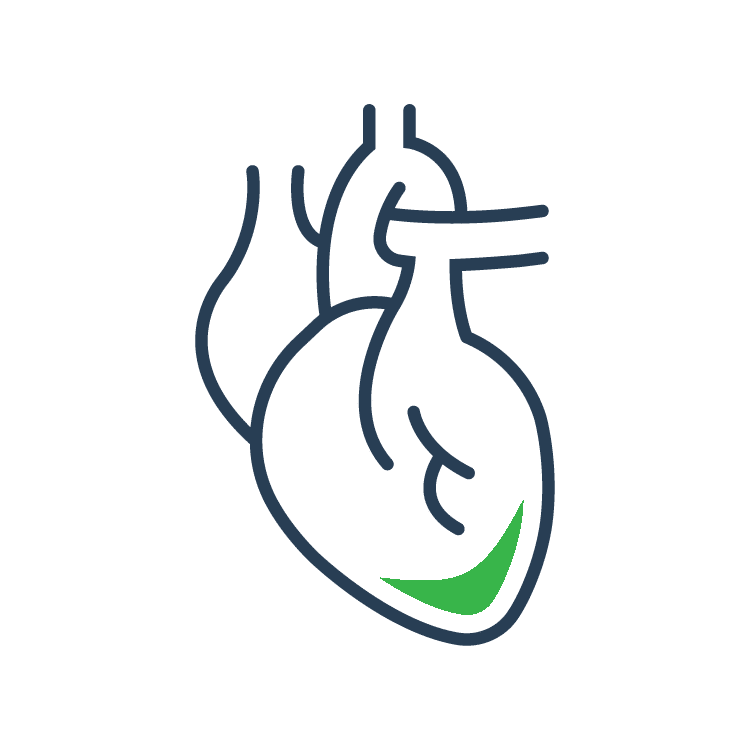 Cardiovascular System TeachMePhysiology Cardiovascular System TeachMePhysiology