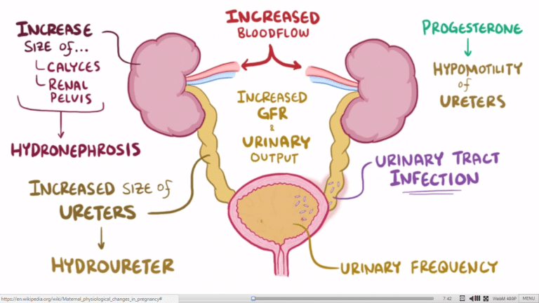 Maternal Adaptations in Pregnancy - TeachMePhysiology