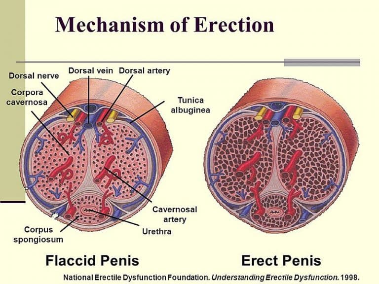 Coitus Male Response Female Response Teachmephysiology 