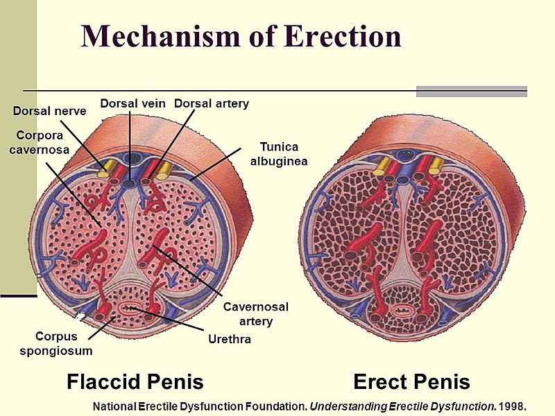 Coitus Male Response Female Response Teachmephysiology 9086