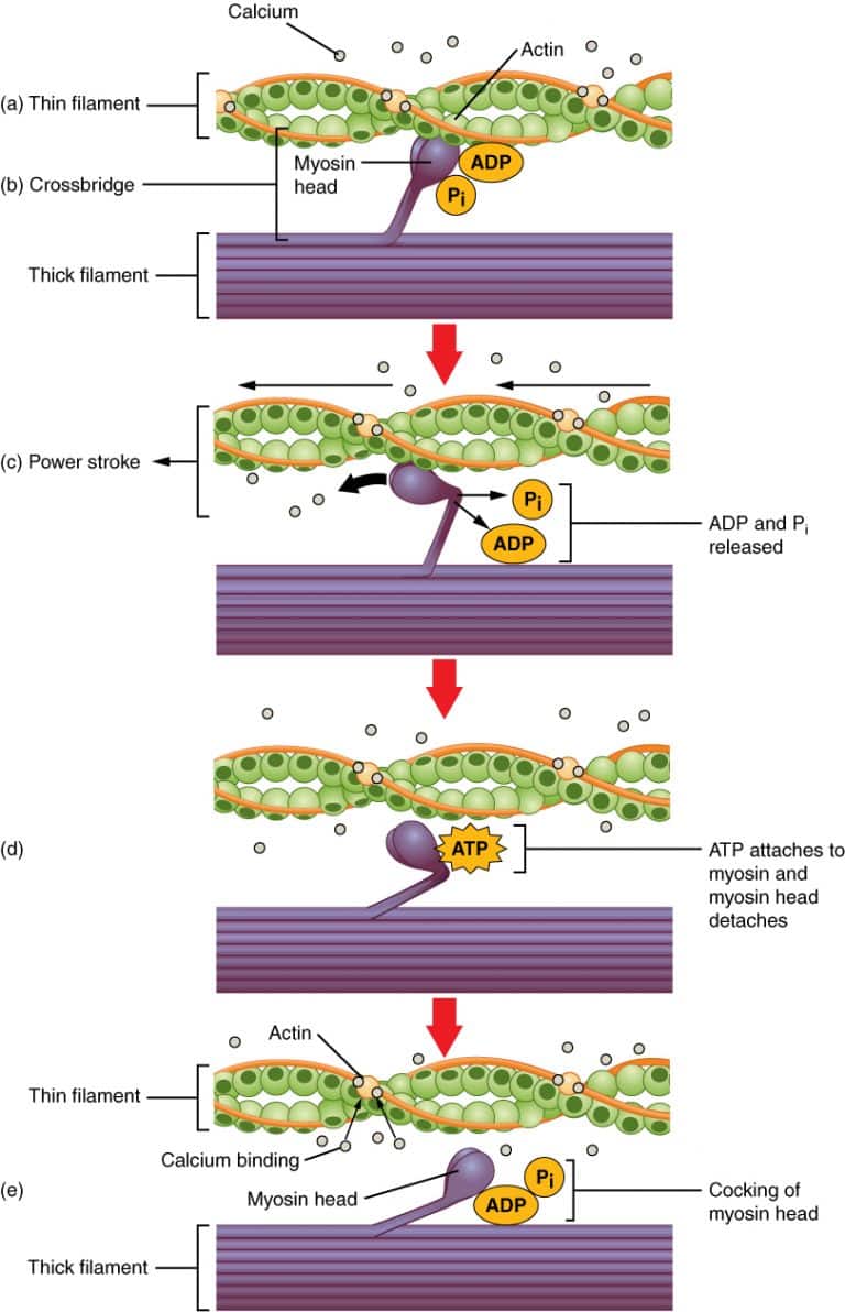 Skeletal Muscle - Structure - Contraction - TeachMePhysiology
