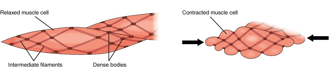 smooth muscle cell structure