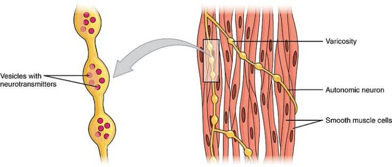 Smooth Muscle Tissue Structure Contraction Teachmephysiology