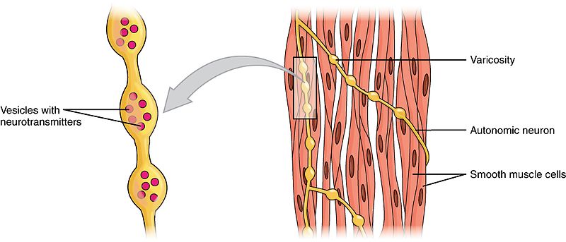 Spindle-shaped smooth muscle cells assembled of active and passive