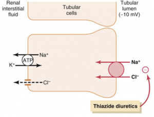 Diagram of early distal convoluted tubule cells