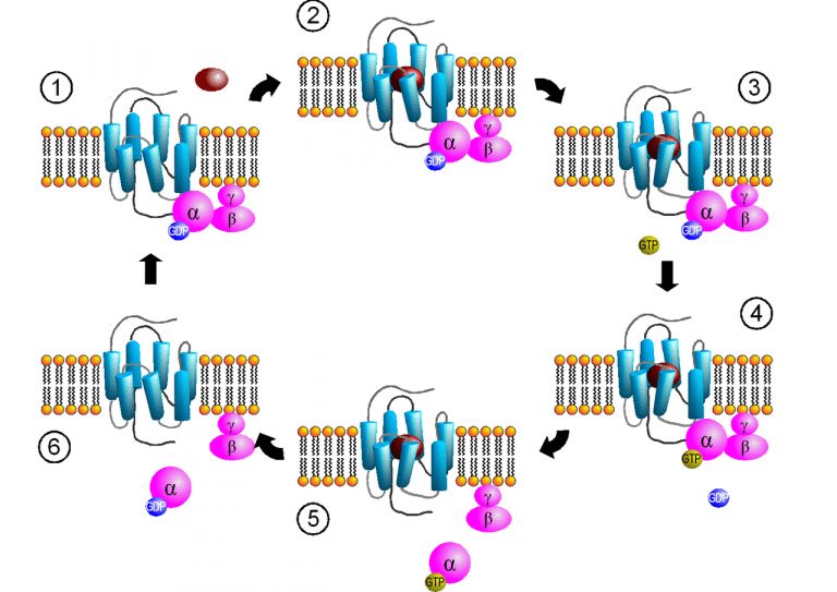 G-Proteins (GPCRs) - Structure - Function - TeachMePhysiology