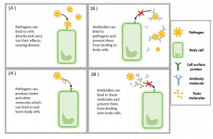 Illustrates the process of neutralisation by antibodies. 