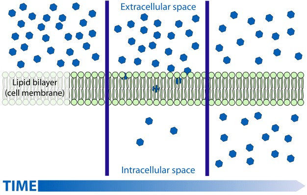 Diffusion - Simple - Facilitated - TeachMePhysiology