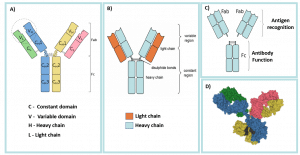 Illustrates the structure of antibodies. 
