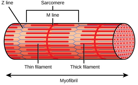 skeletal muscle tissue labeled sarcolemma