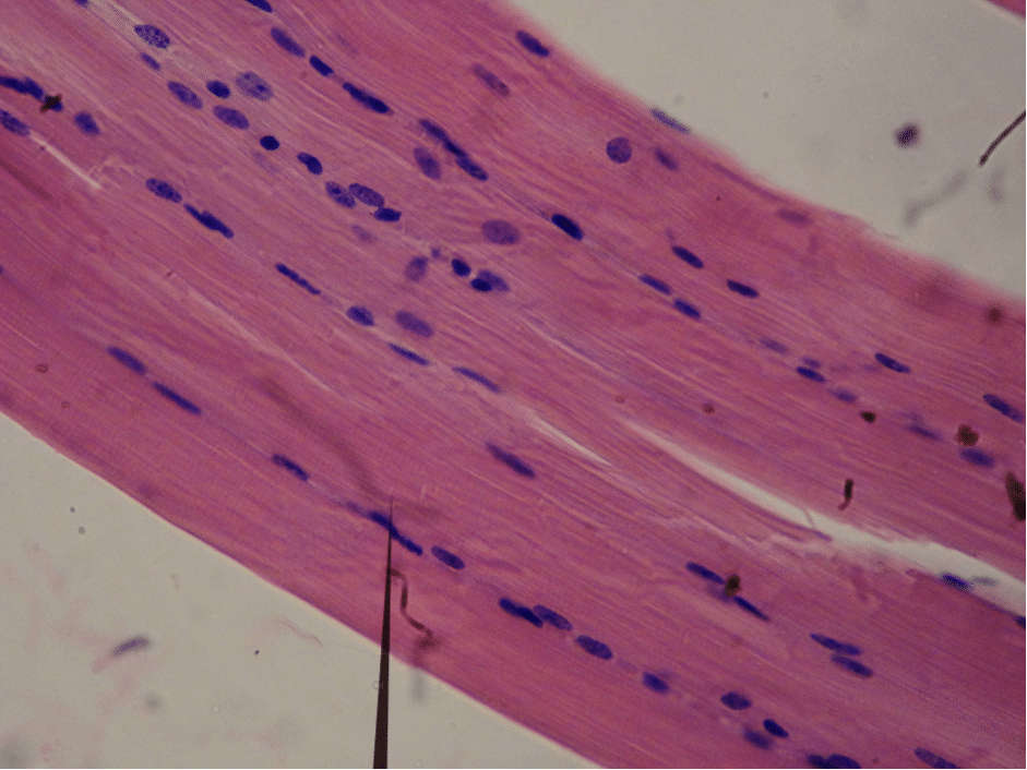 labeled smooth muscle diagram