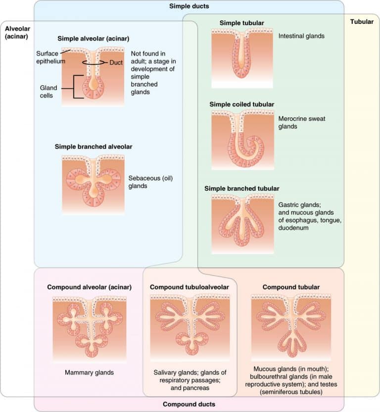 Structure Of Glands Exocrine Endocrine Histology TeachMePhysiology