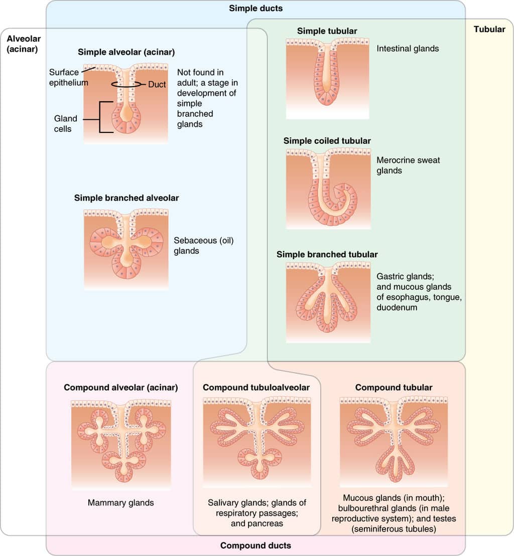 endocrine gland vs exocrine gland