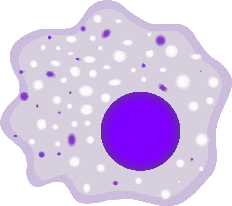What Is Macrophages