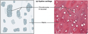 TeachMePhysiology Biology Diagrams