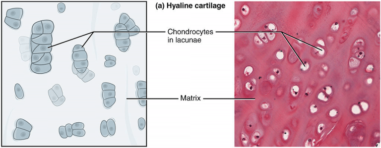 Cartilage Hyaline Elastic Fibrocartilage Teachmephysiology