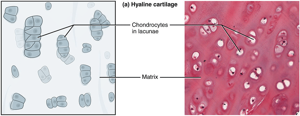 hyaline cartilage tissue 400x