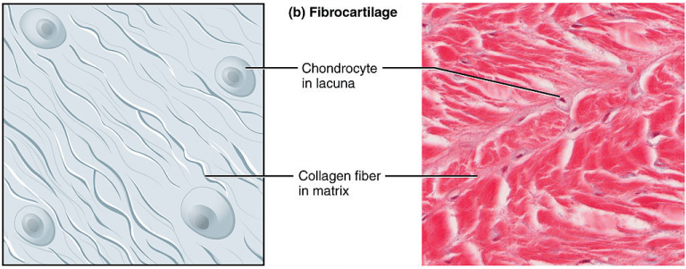 Cartilage - Hyaline - Elastic - Fibrocartilage - TeachMePhysiology