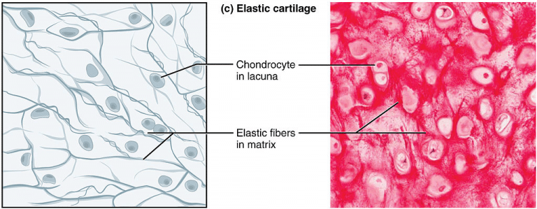 Cartilage - Hyaline - Elastic - Fibrocartilage - TeachMePhysiology